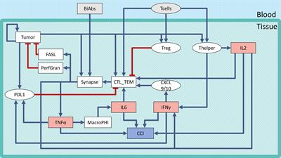 Computational Analysis of Cytokine Release Following Bispecific T-Cell Engager Therapy: Applications of a Logic-Based Model